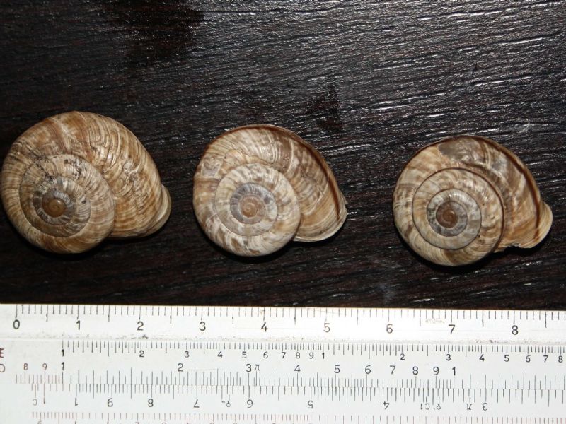 Chilostoma cingulatum colubrinum?